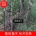 西梅李子，李子苗，大总统西梅，大红袍李子，吉盛李子