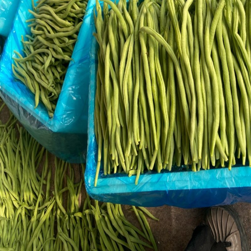 无丝豆，豆王，芸豆，大量现货，价格美丽，欢迎采购