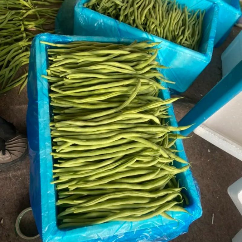 无丝豆，豆王，芸豆，大量现货，价格美丽，欢迎采购
