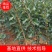 大金星山楂苗，大果山楂，嫁接山楂苗，山楂苗大量