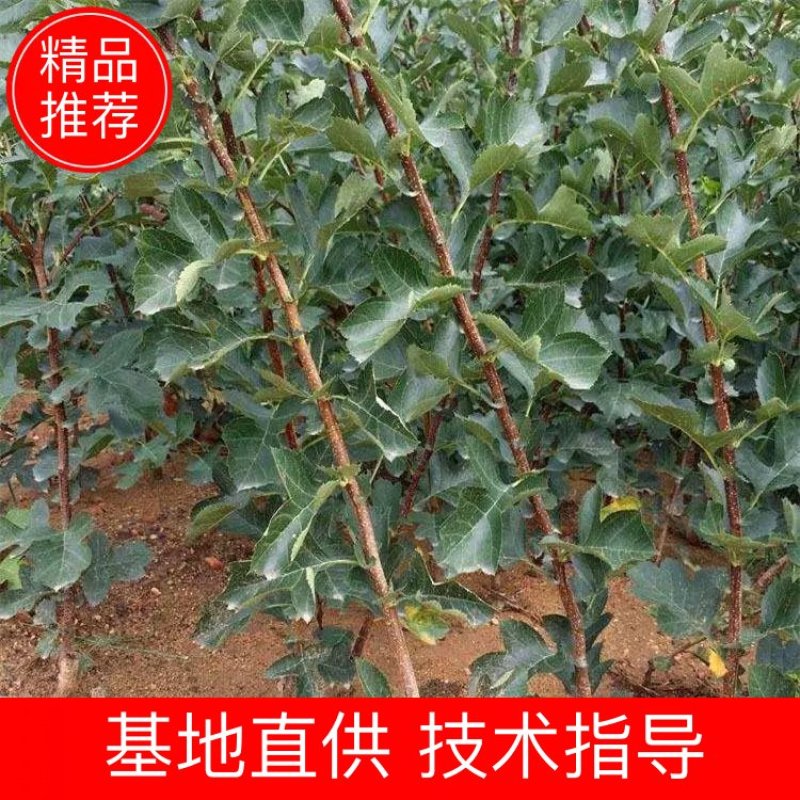 大金星山楂苗，大果山楂，嫁接山楂苗，山楂苗大量
