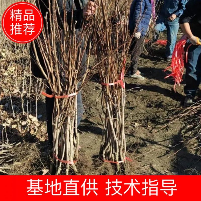 大金星山楂苗，大果山楂，嫁接山楂苗，山楂苗大量