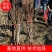 大金星山楂苗，大果山楂，嫁接山楂苗，山楂苗大量