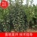 大金星山楂苗，大果山楂，嫁接山楂苗，山楂苗大量