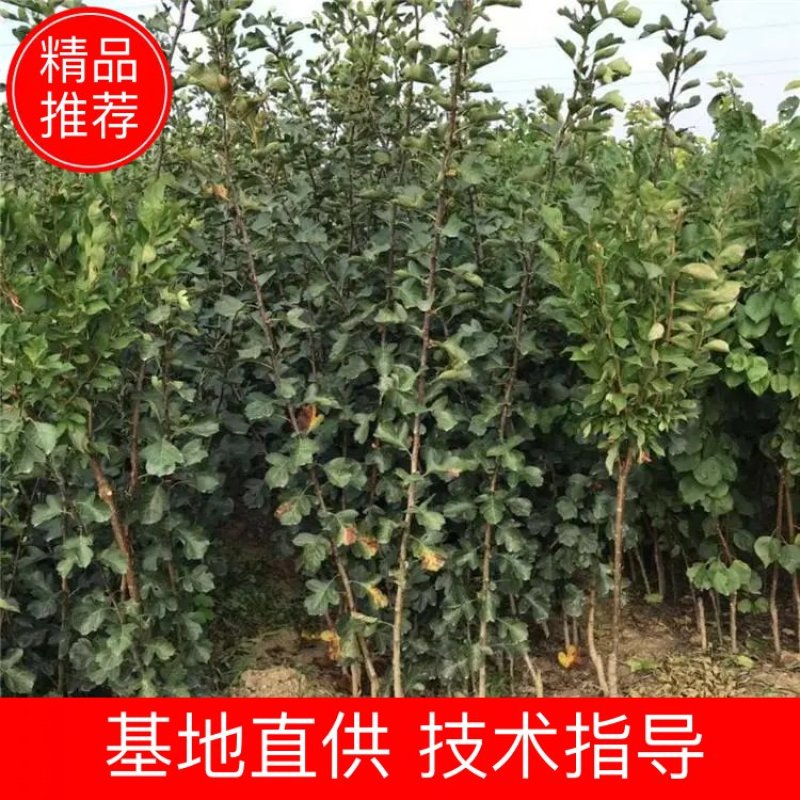 大金星山楂苗，大果山楂，嫁接山楂苗，山楂苗大量
