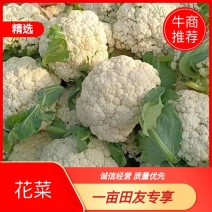 本地一级精品有机花菜，大量上市中，数万亩供货，欢迎采购