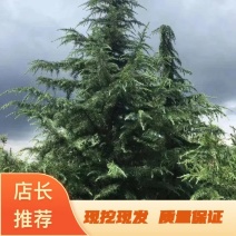 天然雪松易栽植成活率高发往全国视频看货价格可致电详谈