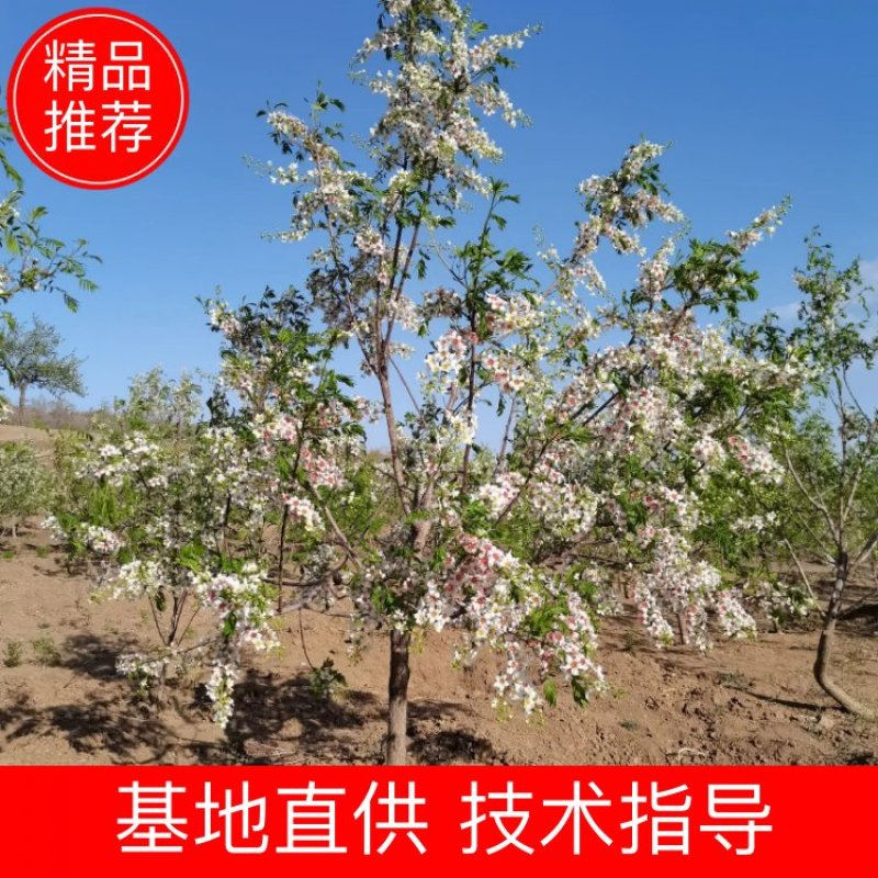 文冠果树苗，红花文冠果树苗，文冠果杯苗，高产文冠果树苗