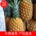 【季节热卖】广东徐闻菠萝，产地直销，品类齐全，欢迎采购！