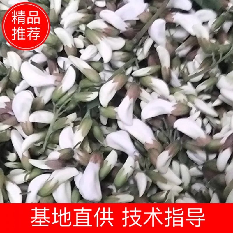 洋槐花，日产3万斤，现摘现发，加冰保鲜，冷藏车发货