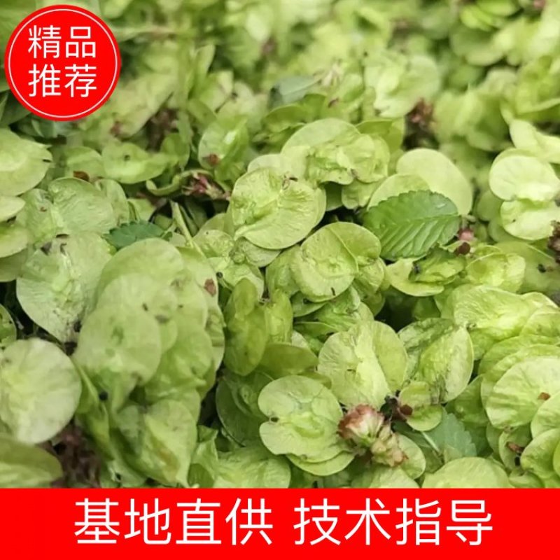 现货鲜榆钱持续到5月20日都现摘现发