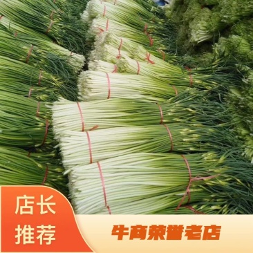 【牛商推荐】亳州精品白帽蒜薹蒜苔一手货源可帮老板协助找车