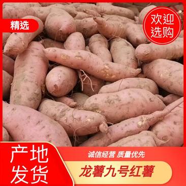 龙薯九号红薯香甜软糯产地发货对接商超批发电商社区等