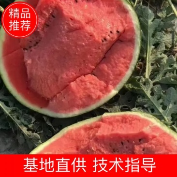 大棚甜王基地，大量供应精品甜王西瓜，八斤打底，熟九成以上