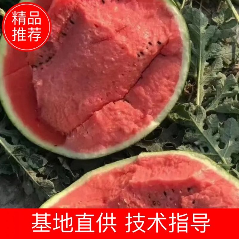大棚甜王基地，大量供应精品甜王西瓜，八斤打底，熟九成以上