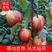【梨树苗】早酥红梨树苗早熟品种纯正保湿包装发货全国