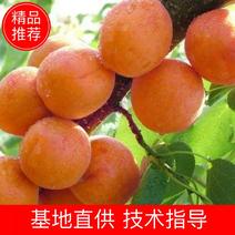 早金艳杏树苗80cm以上早熟高产味美保湿发货