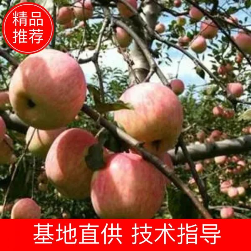【有好货】河南华硕苹果苗1.5米现挖现卖全国可发货