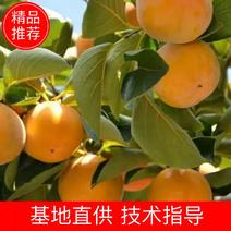 阳丰甜柿子树苗品种纯正，口感脆甜保湿发货。