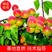 丰园红杏树苗品种纯正果色艳丽产量高味甜香味浓郁