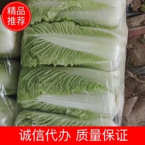 大白菜，大量走货中，净菜走车，欢迎新老顾客采购