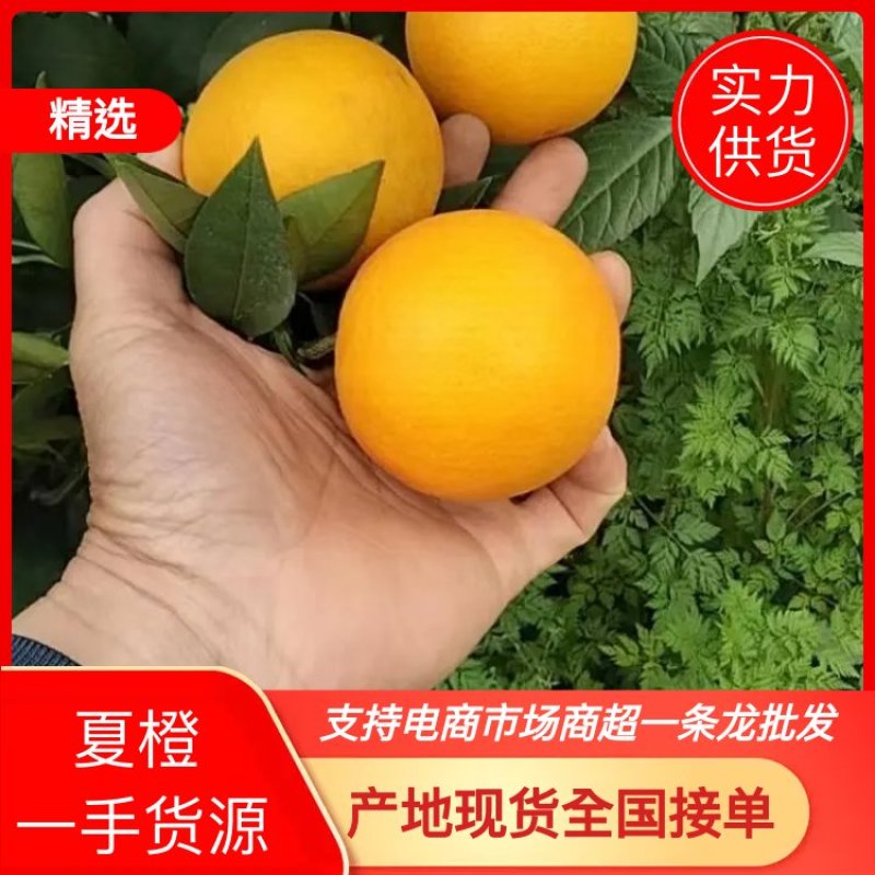 【实力代收】湖南冰糖橙现摘现发严格品控欢迎来电洽谈