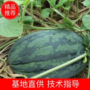 黑美人西瓜，一手货源，产地直供，质量保证欢迎下单订购