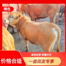 精选黄牛价格实惠肉质优美贵州养殖基地直发抗病能力强