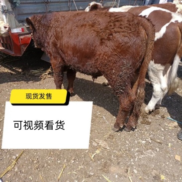利木赞牛，体型骨架好成长快，好喂养散养放牧圈养均可