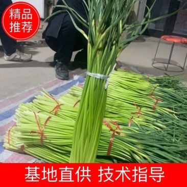 干苔，不泡水，白帽、红帽净杆60-70公分，欢迎老板采购