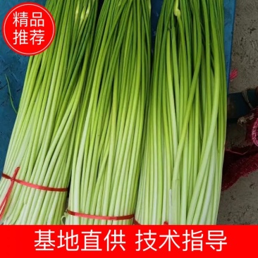 干苔、不泡水，净杆60-70公分，红帽、白帽蒜薹大量上市