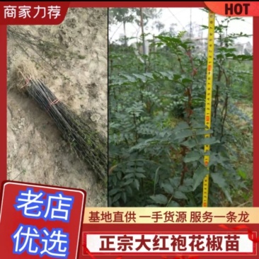 陕西西安周至正宗大红袍花椒苗适合各地种植多年苗易成活