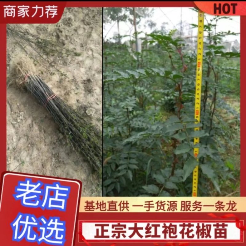 陕西西安周至正宗大红袍花椒苗适合各地种植多年苗易成活