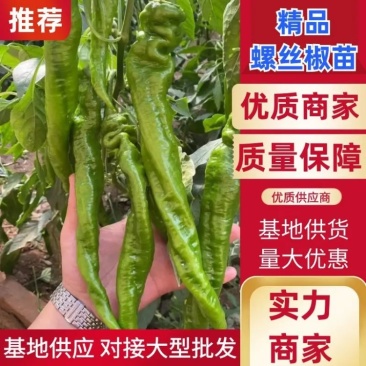 螺丝椒苗辣椒苗螺旋度好早春秋延越冬种植欢迎咨询