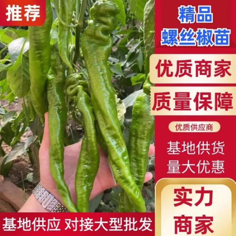 螺丝椒苗辣椒苗螺旋度好早春秋延越冬种植欢迎咨询