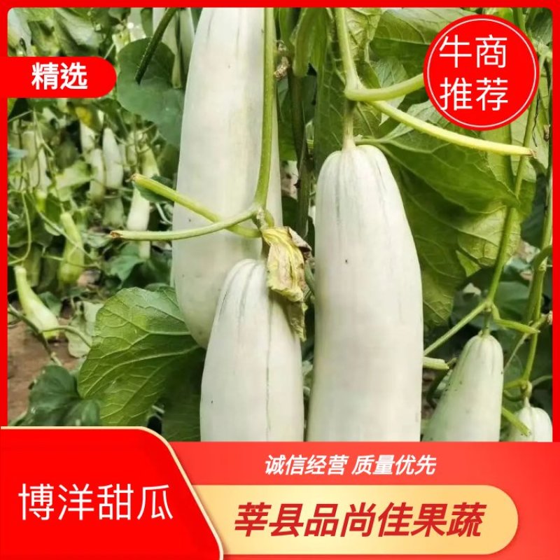 【牛商推荐】山东甜瓜莘县博洋61甜瓜产地直发一手货源