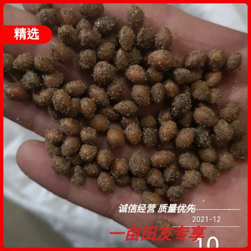 马哈利樱桃种子现货出售品种纯正根系发达嫁接品种大樱桃砧木