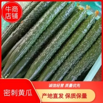 密刺黄瓜大量上市山东产地直发质量保证货源充足量大