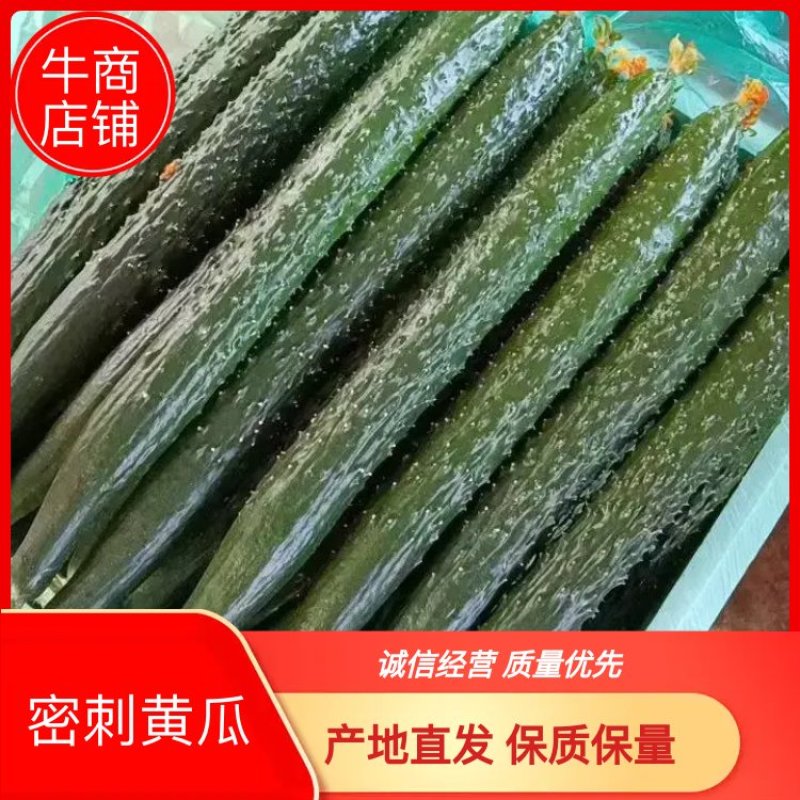 密刺黄瓜大量上市山东产地直发质量保证货源充足量大优惠