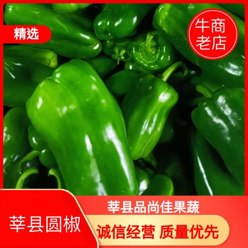 山东聊城辣椒太空椒高产自种现货速发物美价廉现摘