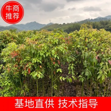 大袋香樟一到三公分一手货源成活率保证基地直发