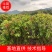 大袋香樟一到三公分一手货源成活率保证基地直发