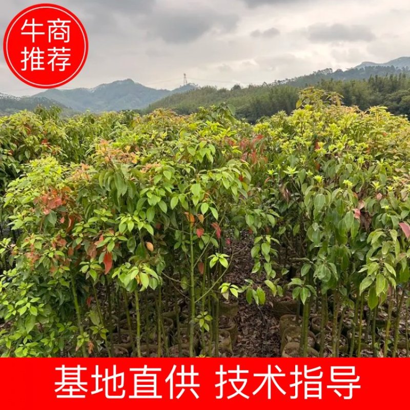 大袋香樟一到三公分一手货源成活率保证基地直发