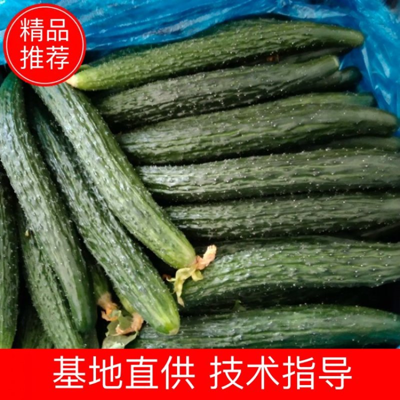 蜜刺黄瓜大量供货，条直油亮，一手货源，基地直供。