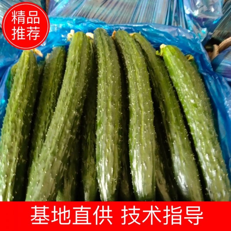 蜜刺黄瓜大量供货，条直油亮，一手货源，基地直供。