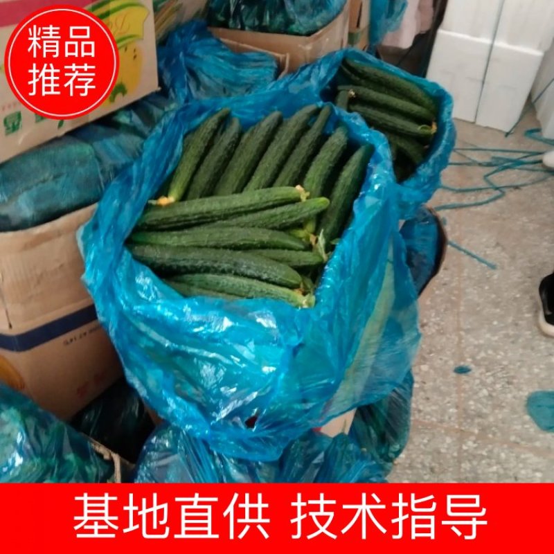 蜜刺黄瓜大量供货，条直油亮，一手货源，基地直供。