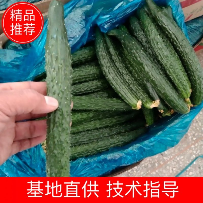 蜜刺黄瓜大量供货，条直油亮，一手货源，基地直供。