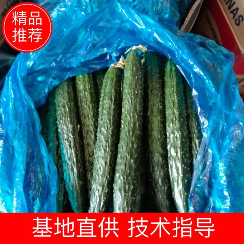 蜜刺黄瓜大量供货，条直油亮，一手货源，基地直供。