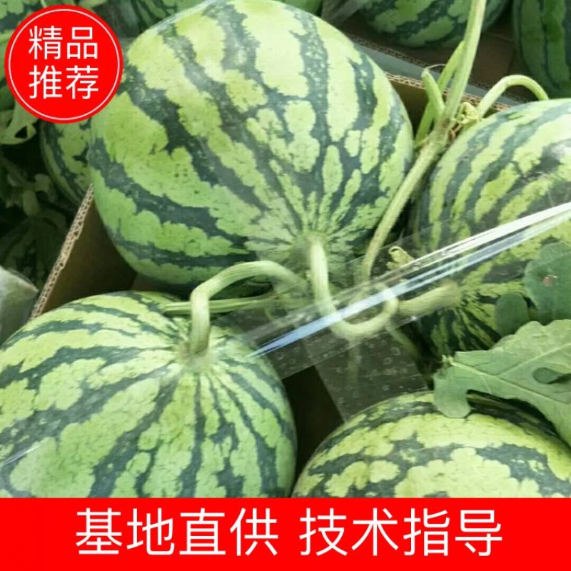 【安徽无籽美都西瓜】新鲜薄皮口感超甜产地直供货源充足超甜批发