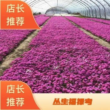 芝樱，丛生福禄考，质量保证.基地直销欢迎采购